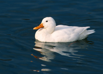 Weisse Ente