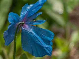 blue himalayan poppy growing in botanical garden in washington