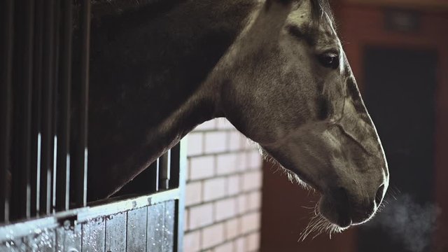 Equestrian Facility. Cold Winter Time in the Barn. Mature Horse in a Stable.