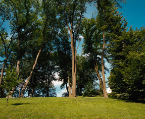 Trees on the hill in park