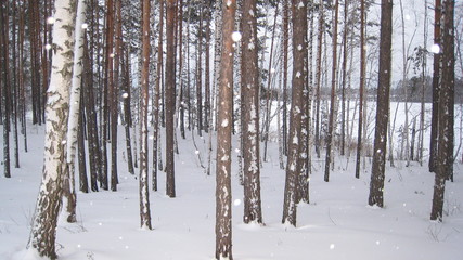 forest in winter with snowflakes