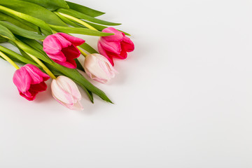 Fresh spring tulips on white