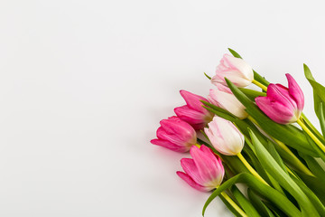 Fresh spring tulips on white