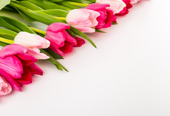Fresh spring tulips on white