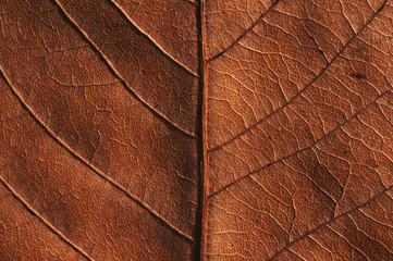 Close-up view of the dry leaf