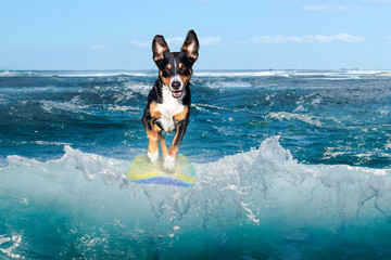 Dog Surfing Wave  