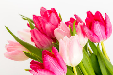 Fresh spring tulips on white