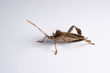 Leaf Footed Cactus Bug