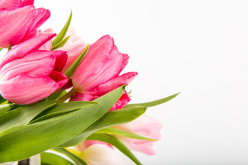 Fresh spring tulips on white
