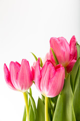 Fresh spring tulips on white
