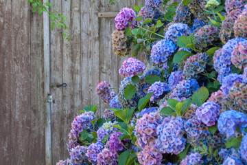 Hortensienblüte in der Bretagne