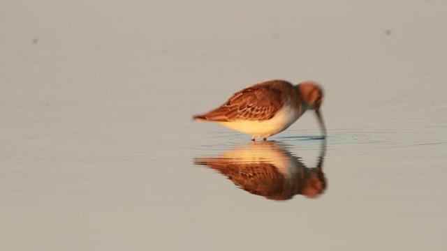 Dunlin (Calidris alpina) on the saltpan, Nin, Croatia
