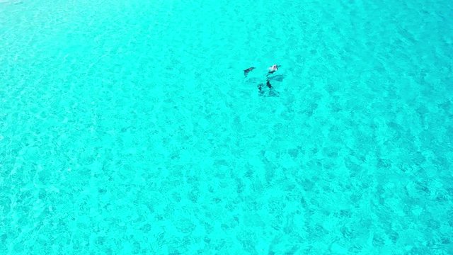 Dolphins playing and surfacing in crystal clear blue water, close to the edge of the beach at Hellfire Bay, Cape Le Grand National Park, Western Australia
