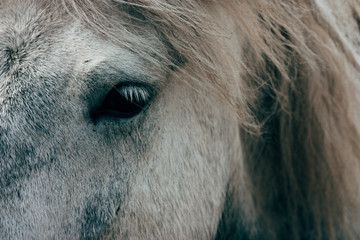 Icelandic Horse