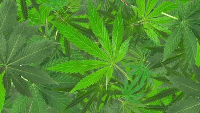 4k Green Cannabis Leaves Background