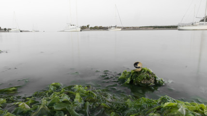 shell in water