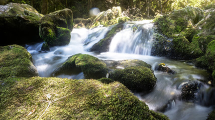 Fototapeta premium waterfall in forest