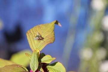 Fly on leaf