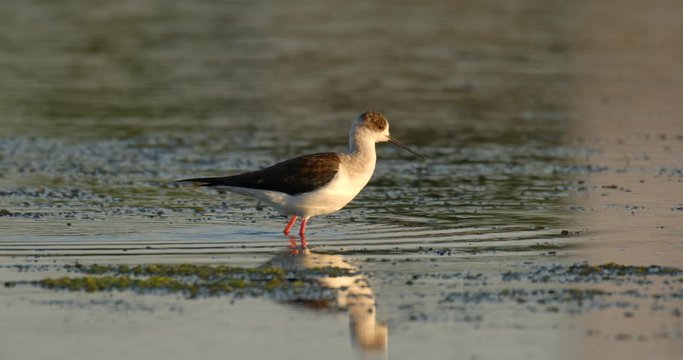 Black-winged stilt in a shallow saltpan, Nin, Croatia