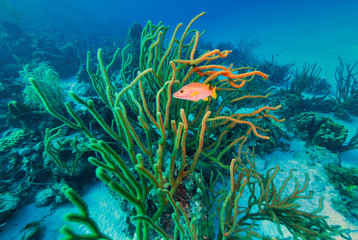 Schoolmaster Snapper Swimming Past Slit-Pore Sea Rods