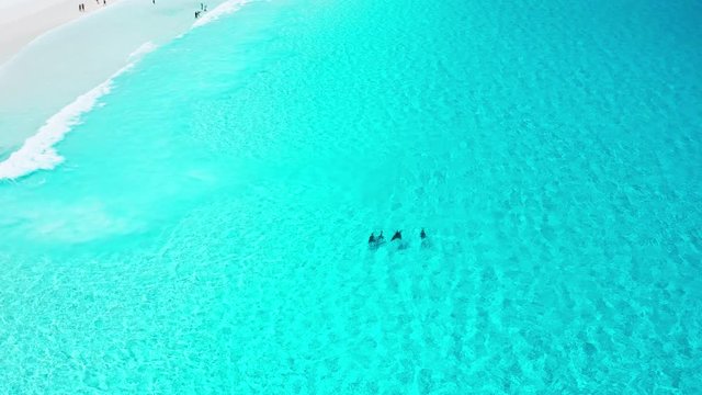 Dolphins playing in the waves and crystal clear blue water, close to the edge of the beach at Hellfire Bay, Cape Le Grand National Park, Western Australia