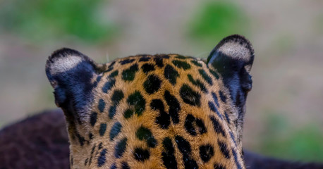 leopard head rear portrait 