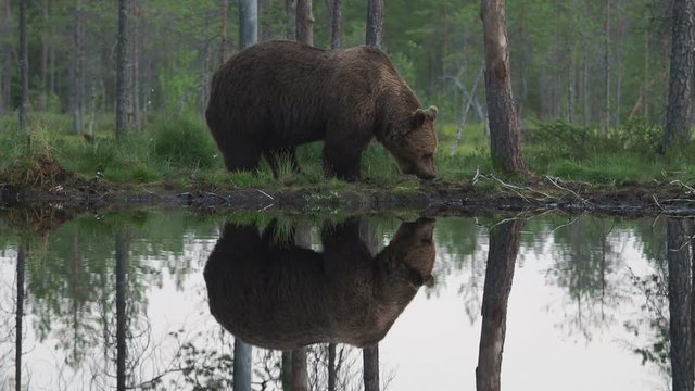 European Brown Bear (Ursus arctos) in Finland