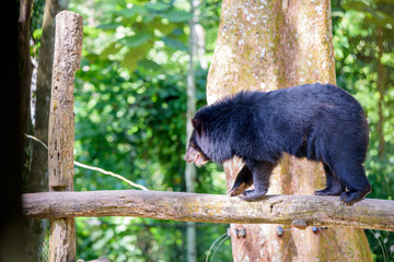 A Young Asiatic Black Bear or Moon Bear at the Tat Kuang Si Bear Rescue Centre Near Luang Prabang Laos