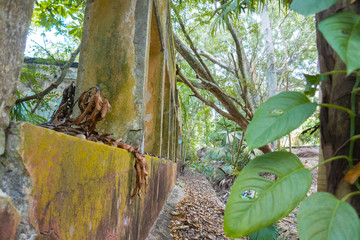 Forest on a sunny day with dry leaves on the ground