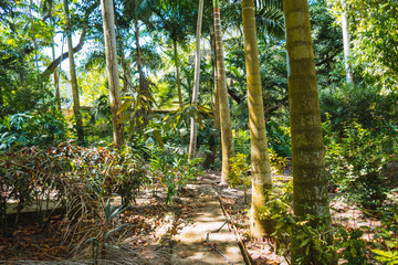 Sunny day in the forest