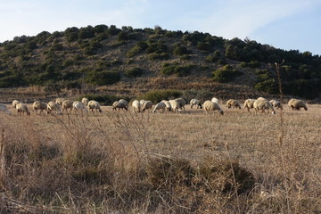 Schafherde auf einem Feld