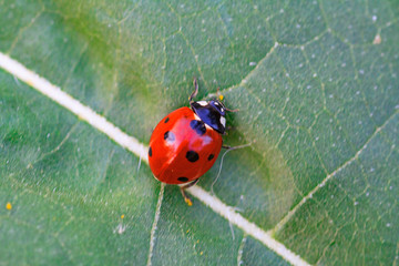 Macro of ladybug on a blade of grass in the morning sun Ladybug - bug. Natural insecticide that destroys pests of crops. A closeup of a ladybug.