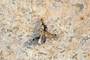 Ants fight each other