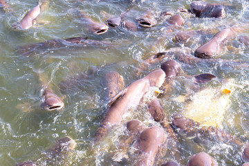 Pangasius farm faithful food export business