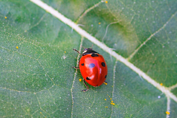 Macro of ladybug on a blade of grass in the morning sun Ladybug - bug. Natural insecticide that destroys pests of crops. A closeup of a ladybug.