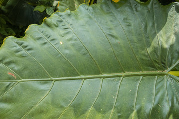Close up of veins of the sunlit leaf with details