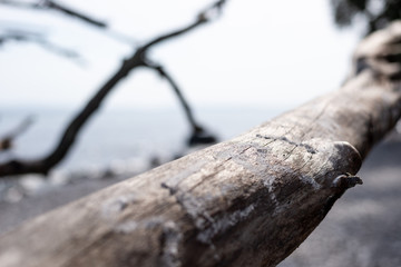 Wooden Tree Branch on the Beach