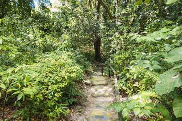 Panoramic view of the forest