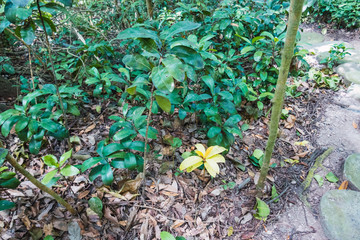 Forest on a sunny day with green plants on the ground