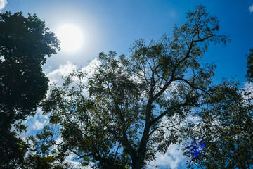Big tree in the forest