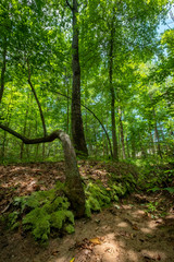 Mountain View Trail, Arabia Mountain, Georgia, USA