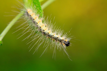 caterpillar on green leaf