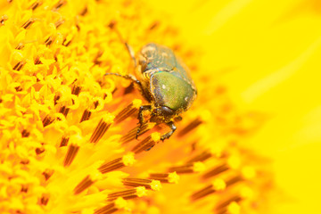 chafer