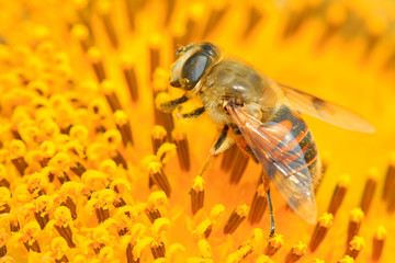 Syrphidae on plant