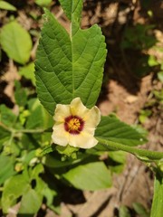 flower in the garden