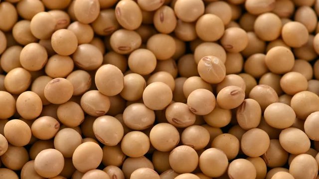 大豆のクローズアップ ハイアングル