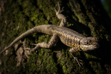 The calango is a species that is easy to find on the beaches of Rio de Janeiro. Brazil