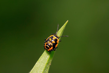 stinkbug on green leaf