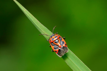 stinkbug on green leaf