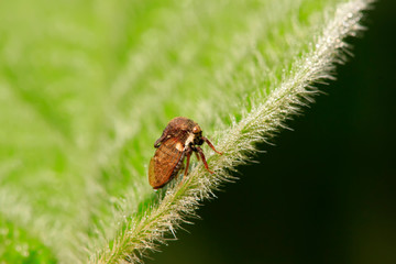 Membracidae insects